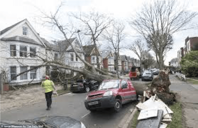 Wind blown tree damage